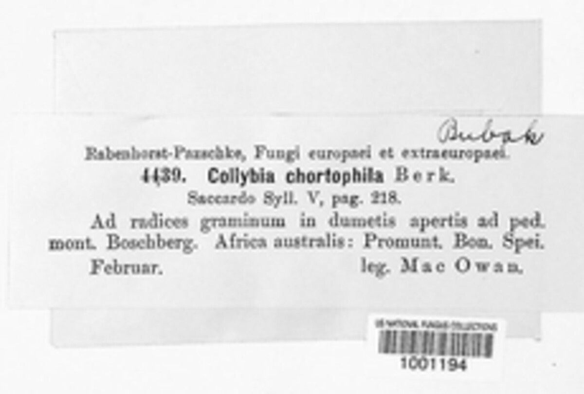 Neoclitocybe chortophila image